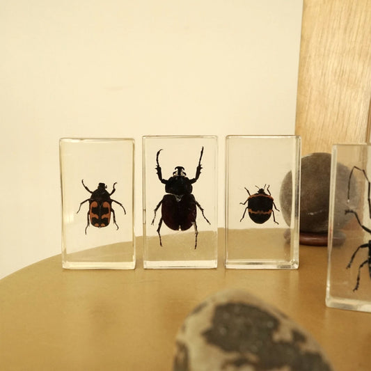 昆虫のアクリル標本【 tapis selection 】